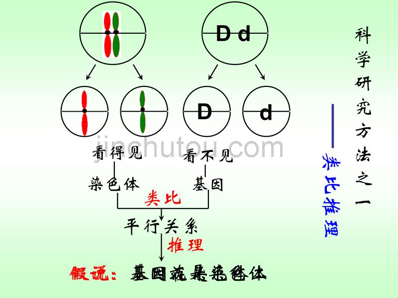 人教版教学课件2007年广东地区高二生物基因在染色体上_第4页