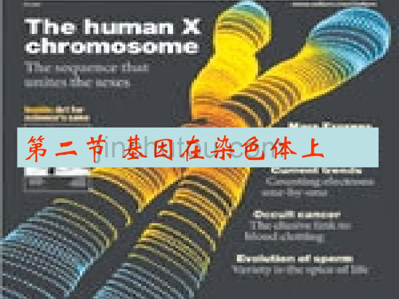 人教版教学课件2007年广东地区高二生物基因在染色体上_第5页