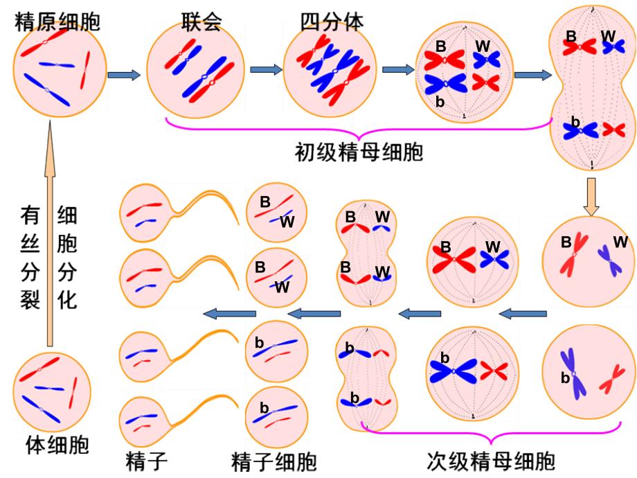 2011高二生物期末实验复习_第4页