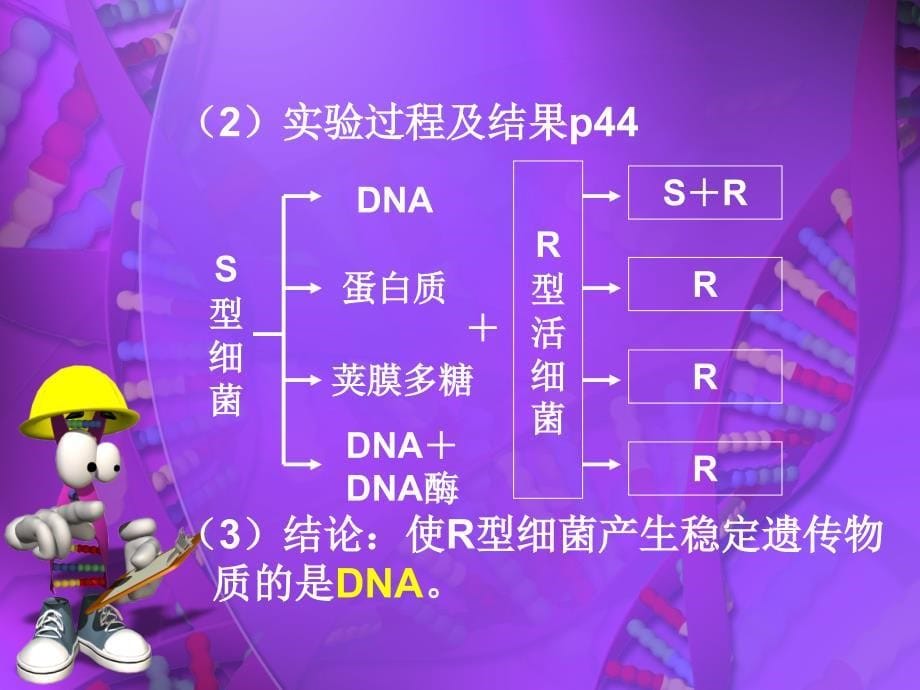 文科生物会考复习专题7遗传的分子基础_第5页