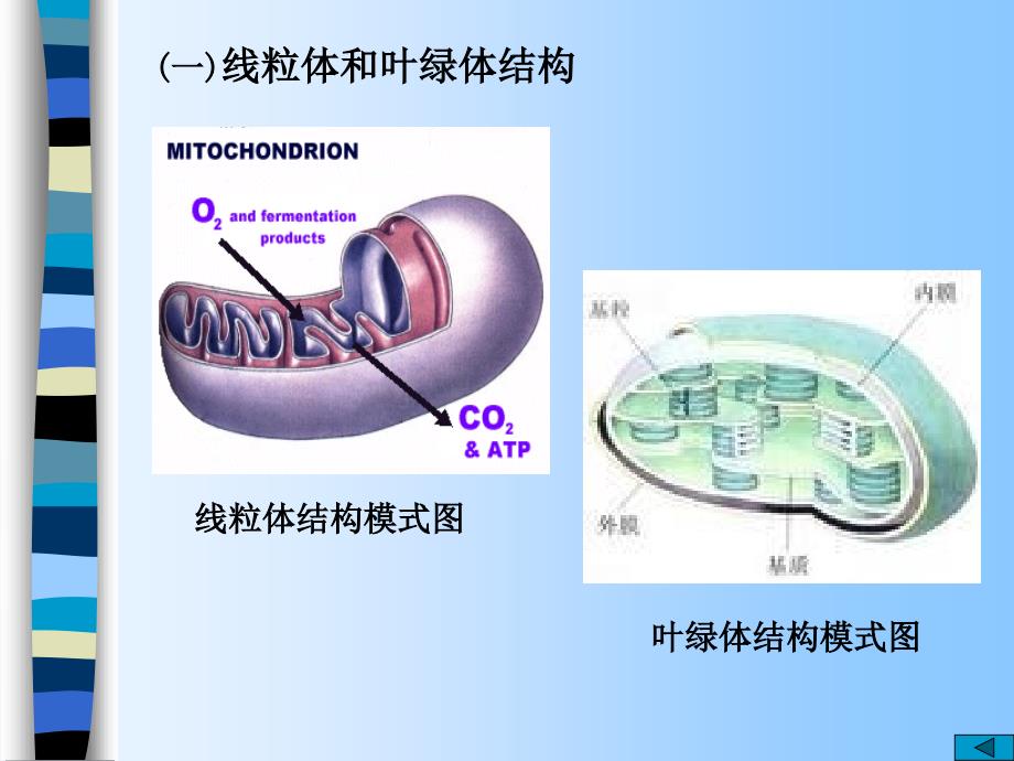 线粒体和叶绿体-的结构和功能_第4页