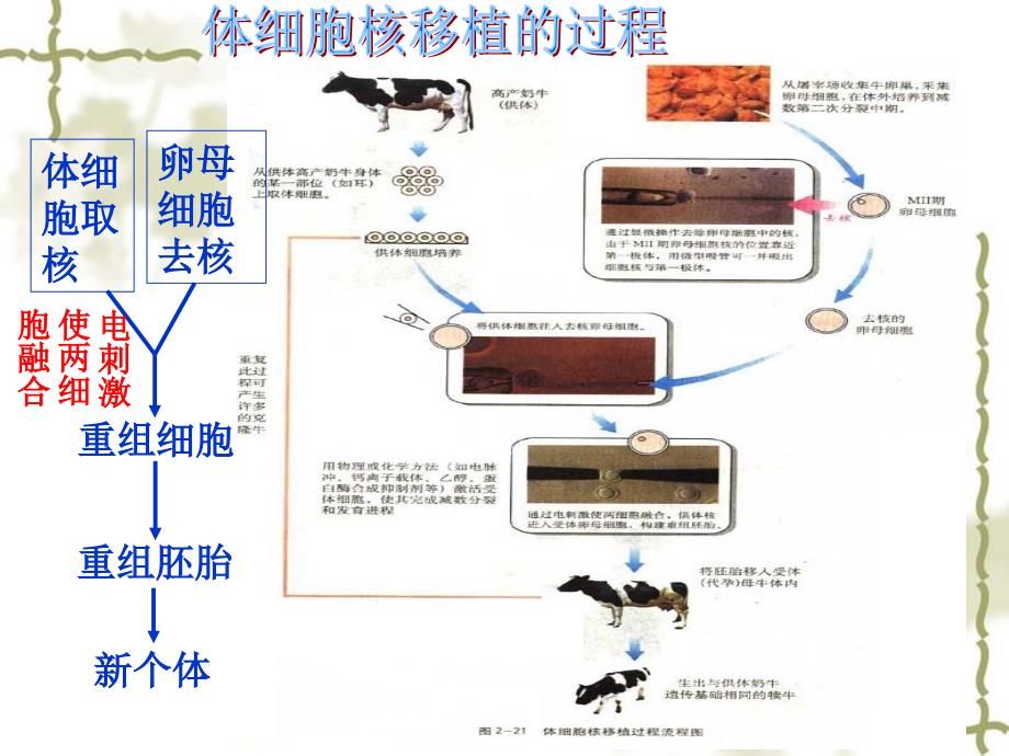 动物体细胞核移植技术与克隆动物_第4页