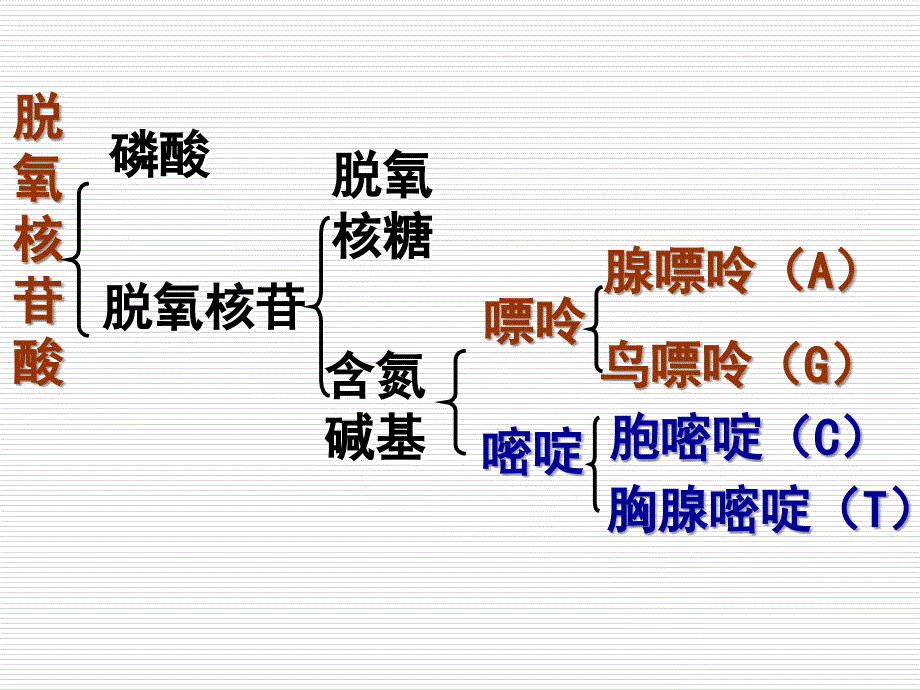 高中生物新课标人教版课件PCR技术_第3页