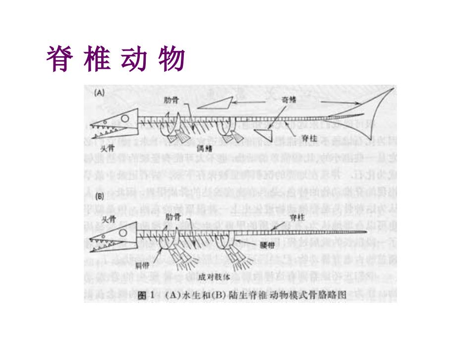 九年级生物动物的主要类群_第2页