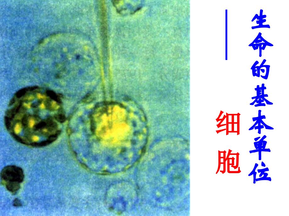 细胞膜的结构和功能10_第1页