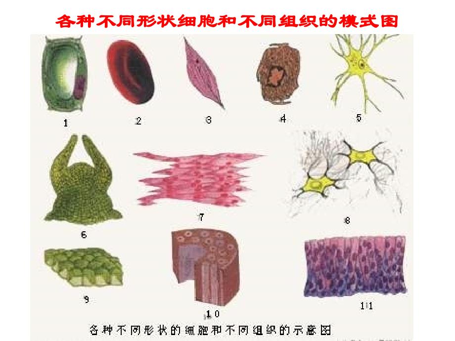 细胞膜的结构和功能10_第2页