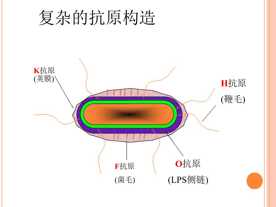 肠出血性大肠杆菌O104H4检测技术_第3页