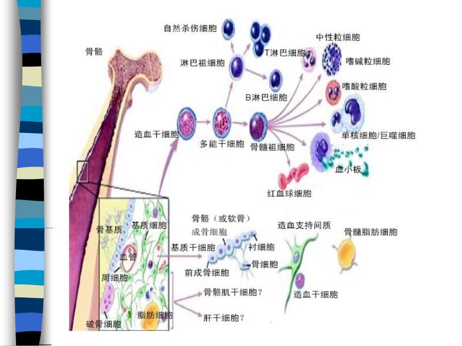 血涂片制备染色及白细胞形态观察(1)_第4页