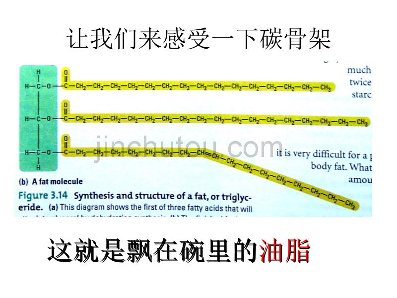 人教版教学课件必修一组成生物体的有机物_第2页