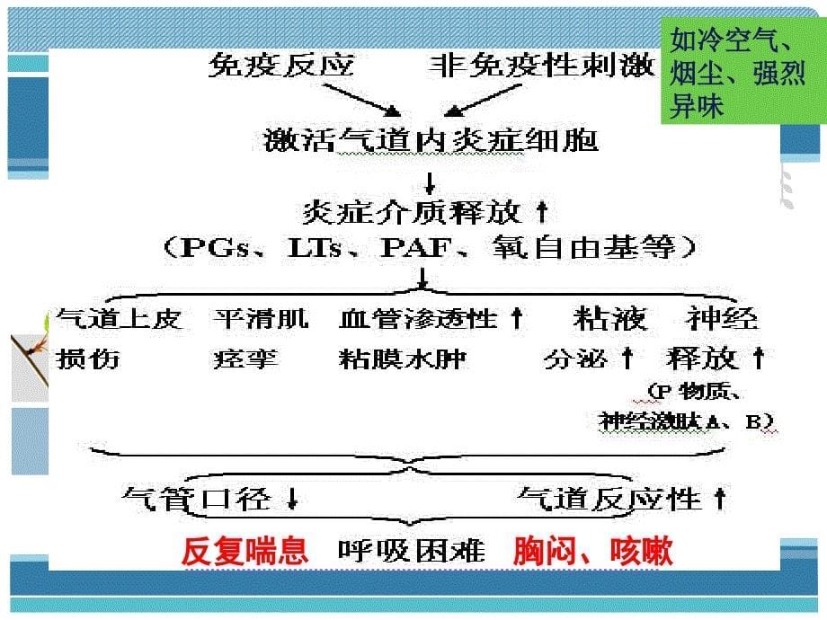 作用于呼吸系统的药物_第5页