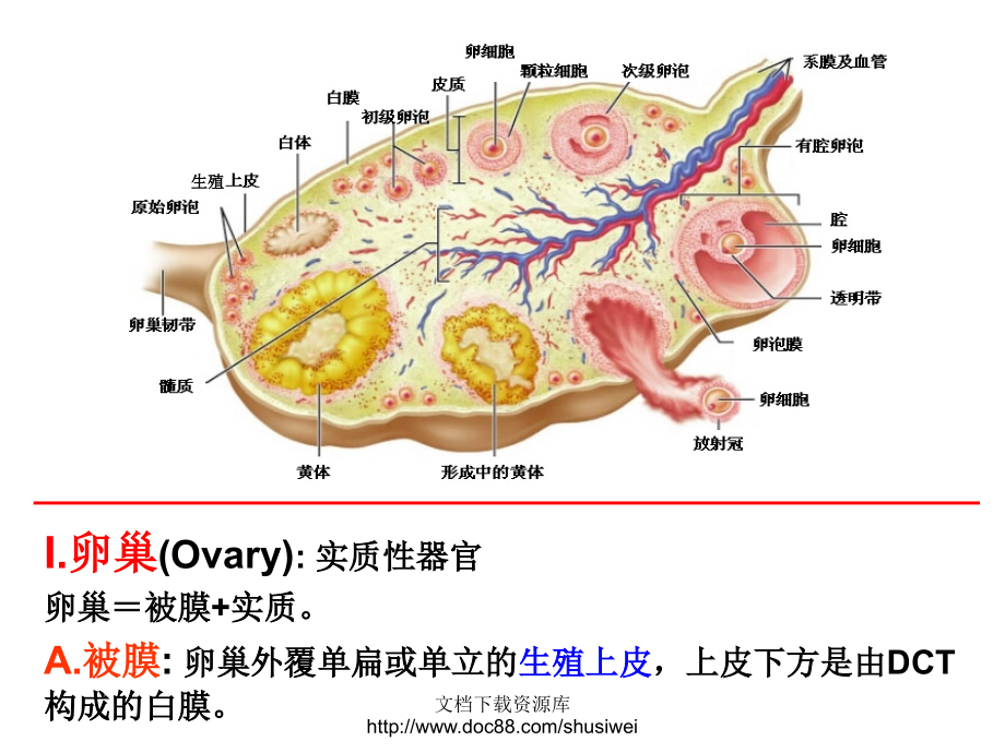 【组胚】生殖系统课件_第3页