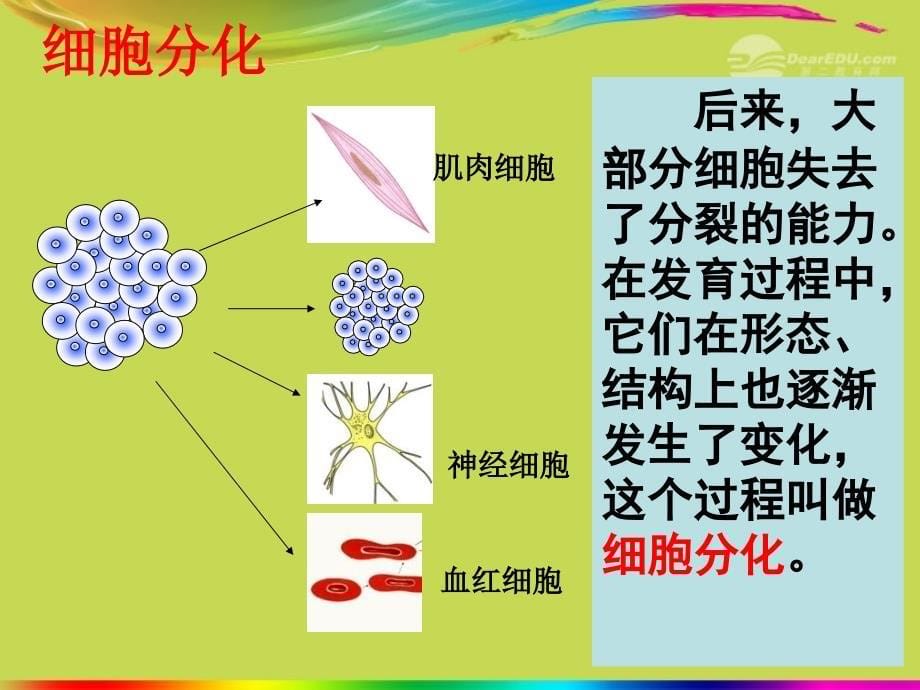 湖北省武汉市2012年秋七年级生物上册《231-232动植物的结构层次》课件 新人教版_第5页