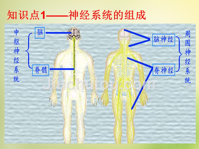 四川省高中生物 第一节《通过神经系统的调节》课件 新人教版必修3_第4页