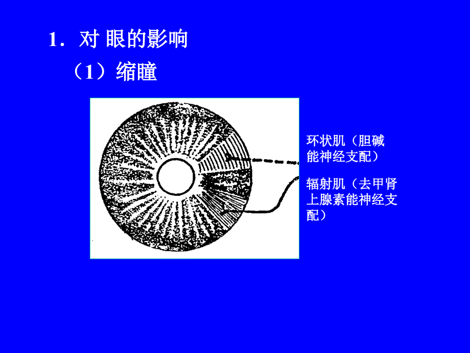 有机磷酸酯类中毒的症状及解救药物的作用_第4页