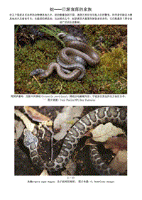 【精彩图文】蛇——日渐衰落的家族