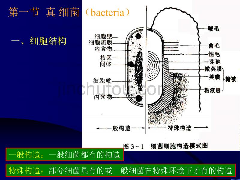 真细菌构造(NXPowerLite)_第4页