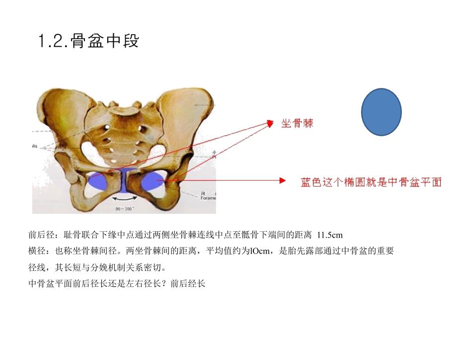 人体骨盆的结构介绍20150806_第3页