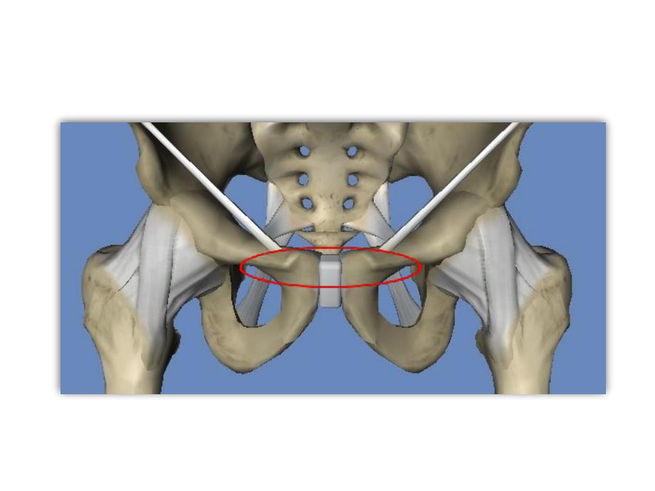 人体骨盆的结构介绍20150806_第4页