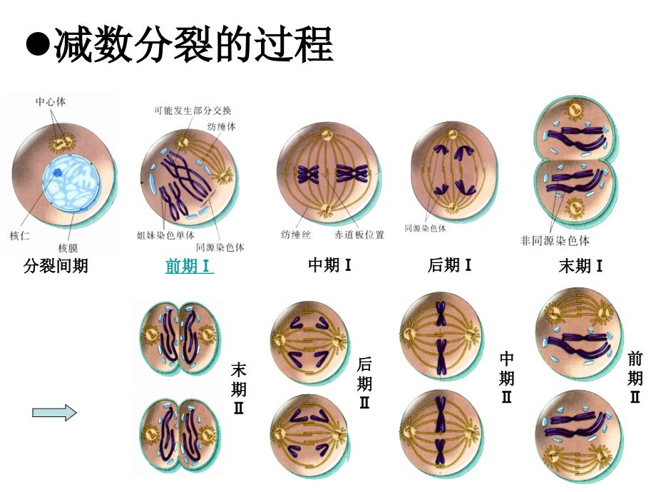 江苏省连云港灌云县第一中学高中生物必修二《遗传与进化》知识点课件2_第2页