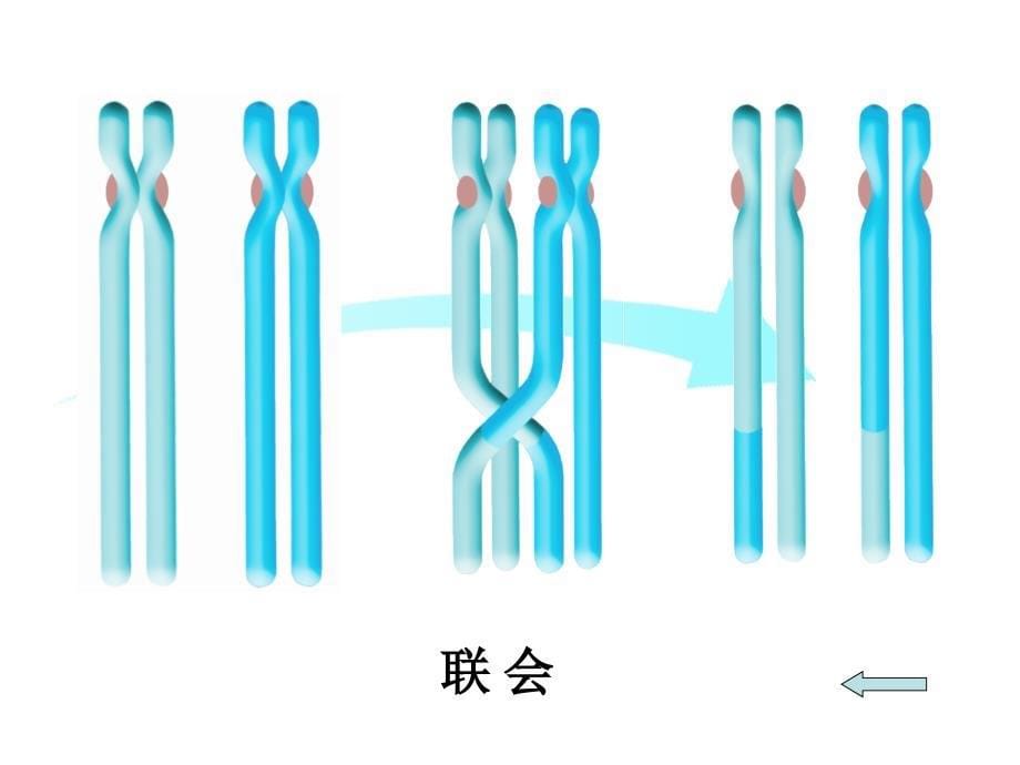 江苏省连云港灌云县第一中学高中生物必修二《遗传与进化》知识点课件2_第5页