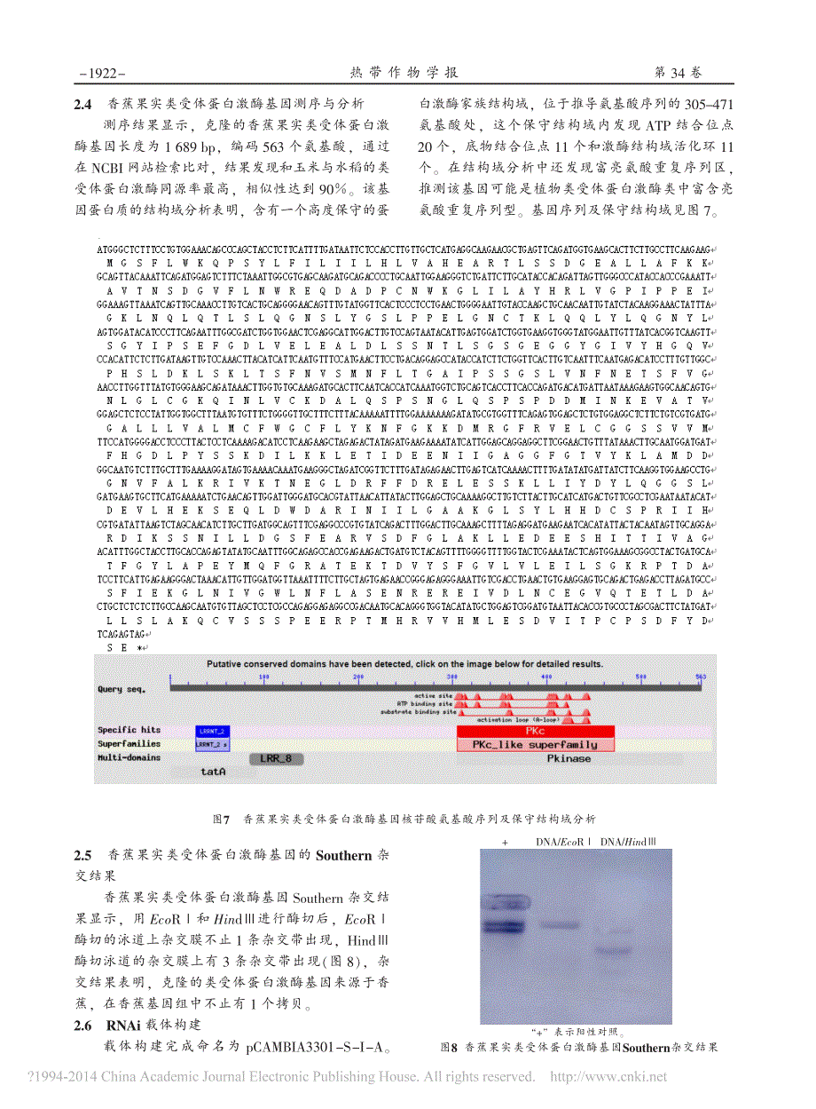 香蕉果实类受体蛋白激酶基因克隆及RNAi载体构建王必尊_第4页
