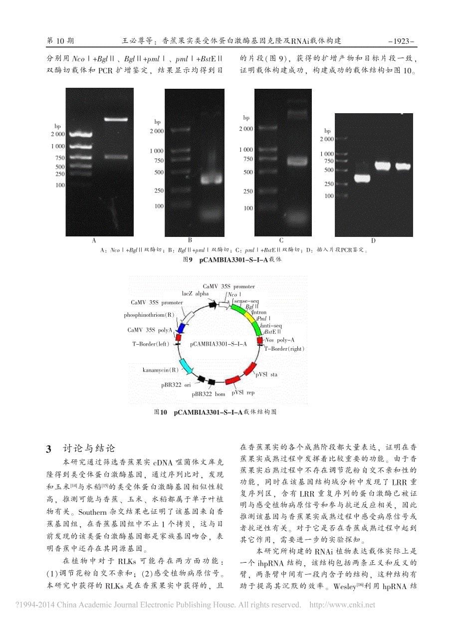 香蕉果实类受体蛋白激酶基因克隆及RNAi载体构建王必尊_第5页