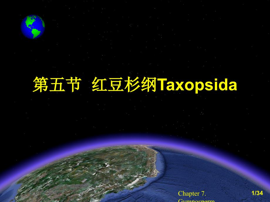 第五节红豆杉纲Taxopsida_第1页