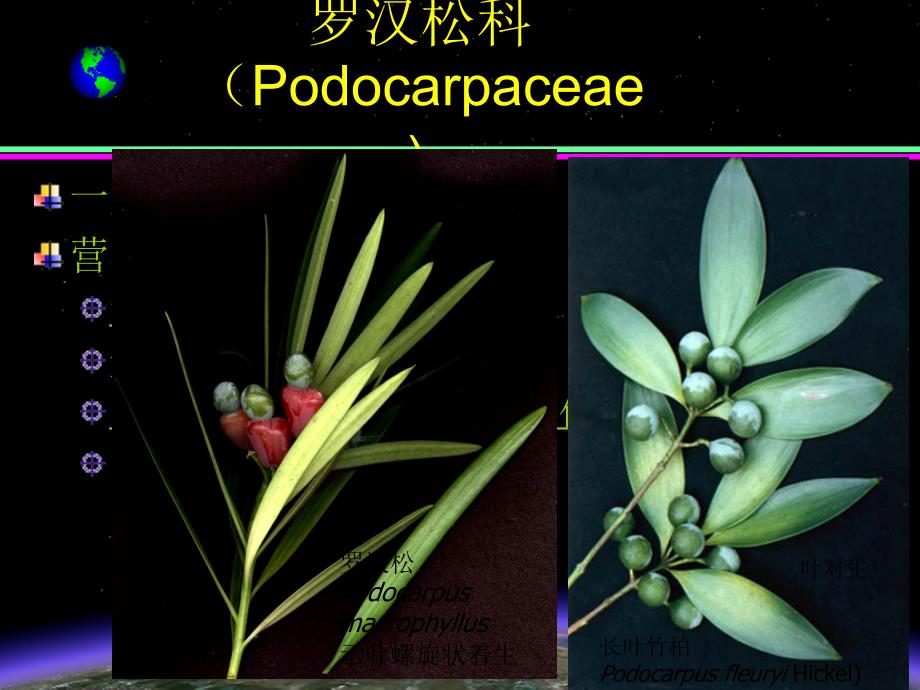 第五节红豆杉纲Taxopsida_第4页