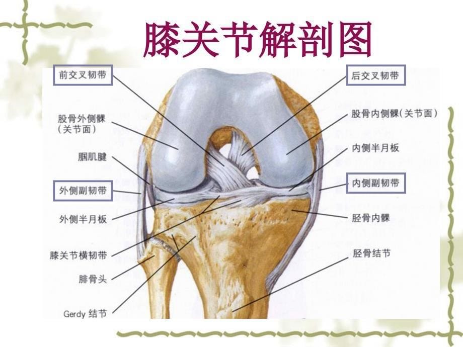 前交叉韧带损伤护理查房_第5页