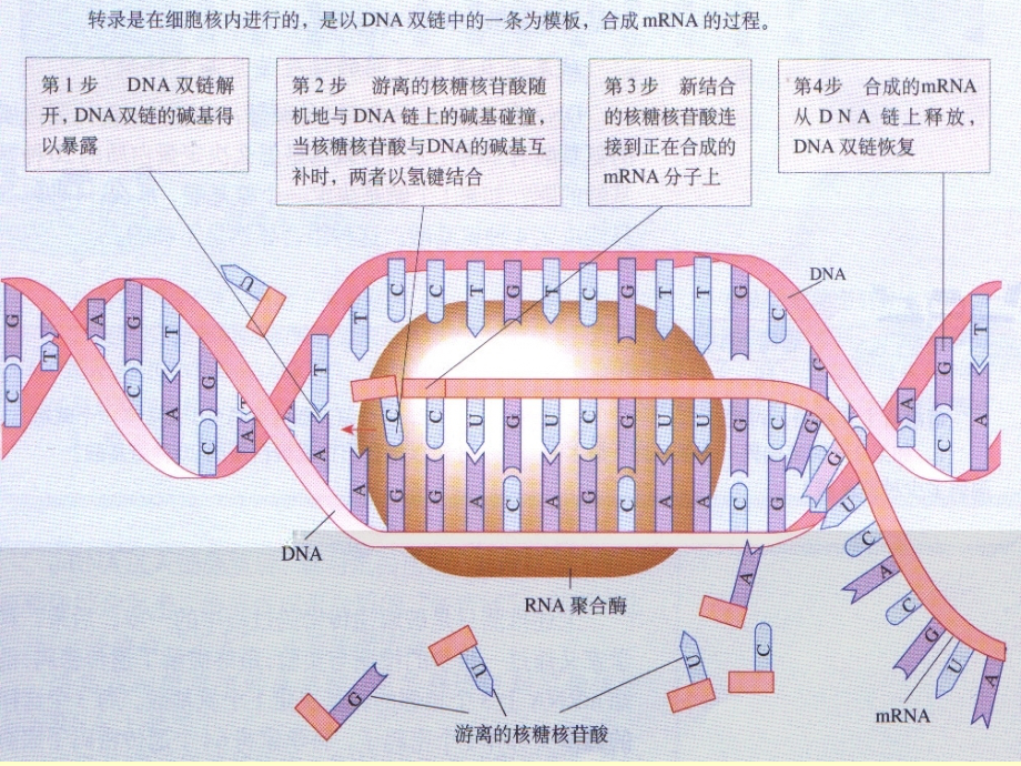 生物学②必修4.2《基因对性状的控制》20151120_第2页