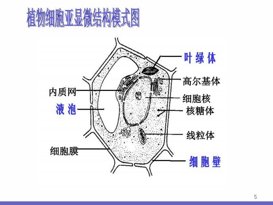 浙江省温州市啸秋中学高中生物必修《细胞质》课件_第5页