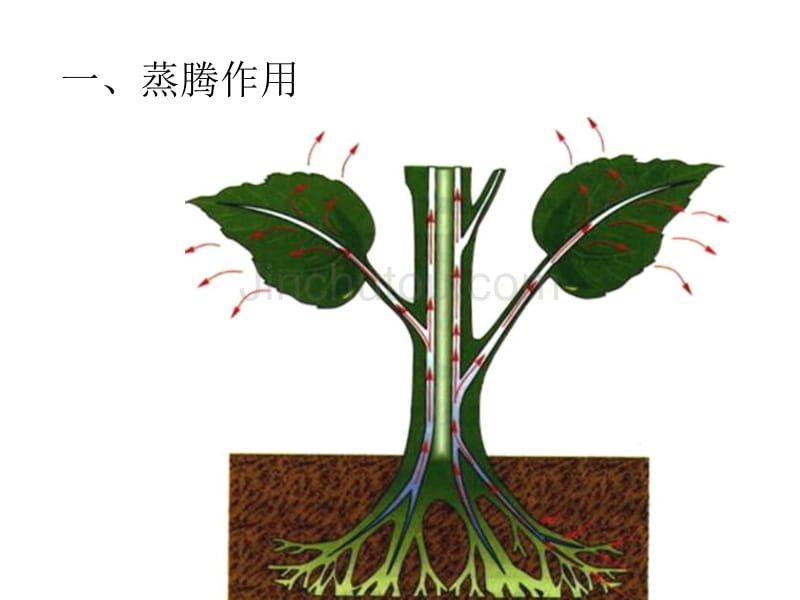 绿色植物的三大作用专题复习_第2页