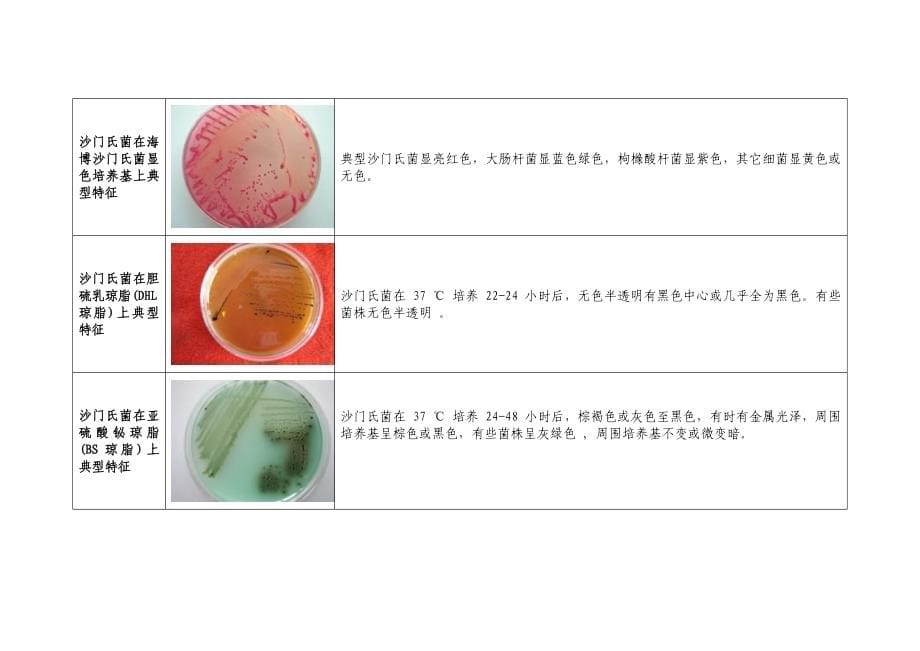 （新编）微生物菌落特征形态总结大全(带图片)_第5页