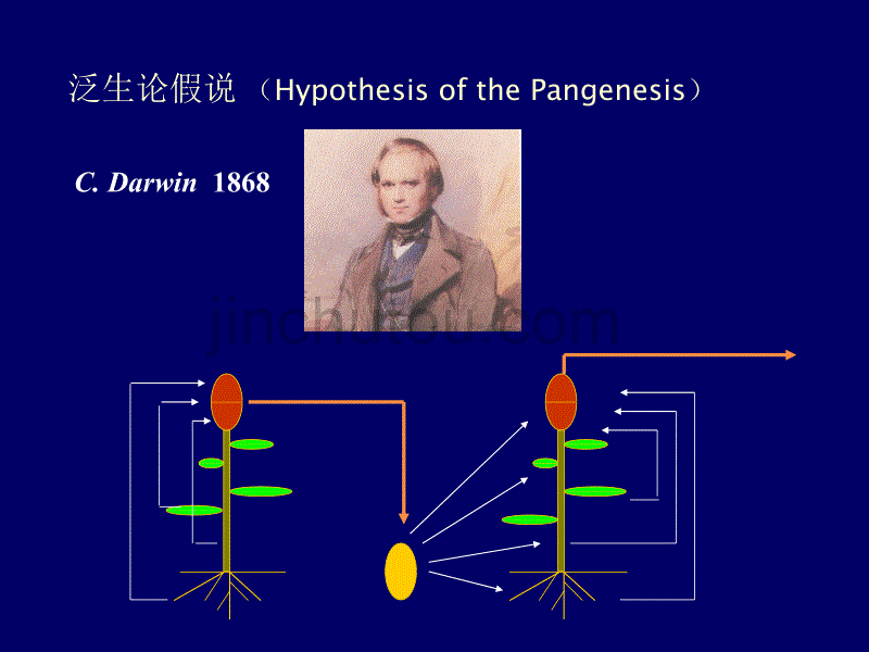 南京农业大学生物化学课件_第5页