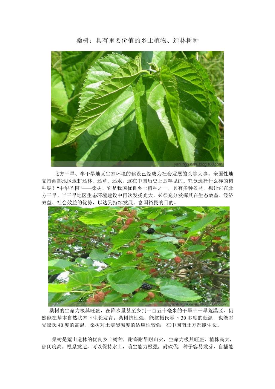 桑树-重要的造林绿化树种_第1页