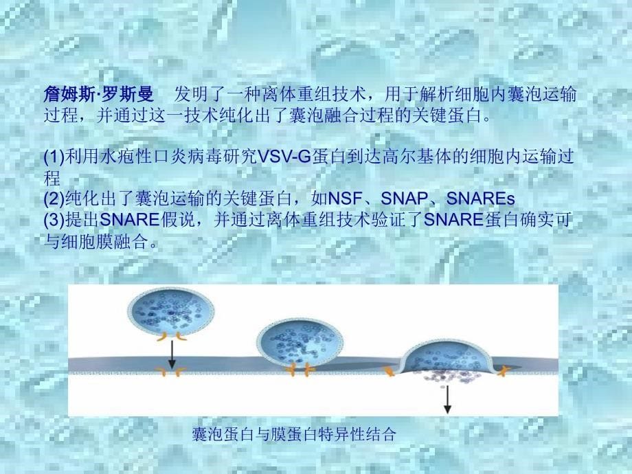 近三年诺贝尔生理学或医学奖介绍_第5页