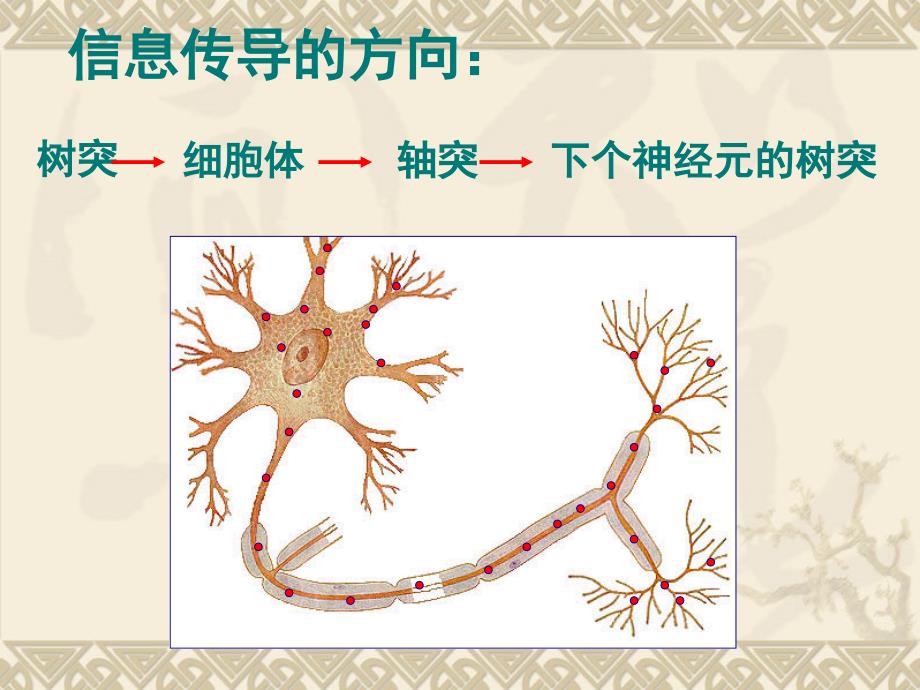 神经系统的组成和功能_第2页