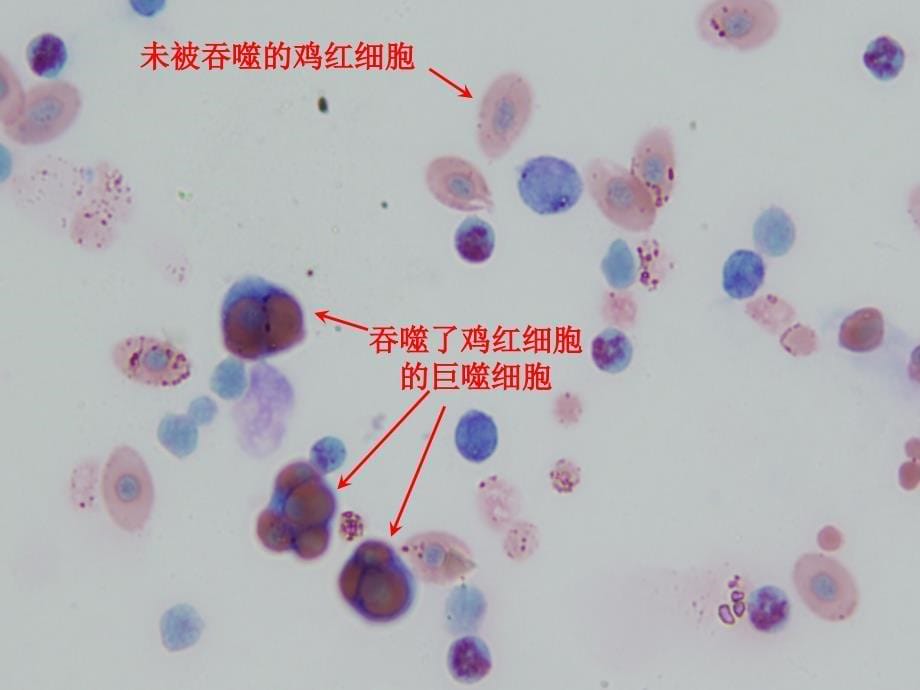 小鼠巨噬细胞功能测定_第5页