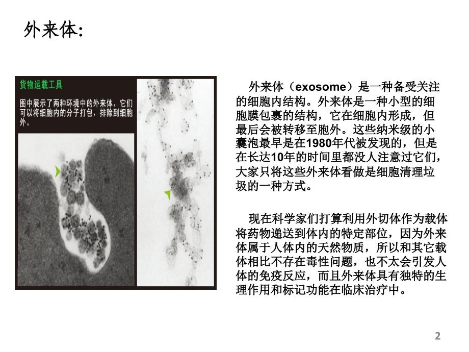 通过使用AFMFESEM和武力光谱来对人体唾液中的外来体进行纳米级别的结构力学表征123513杨文清_第2页