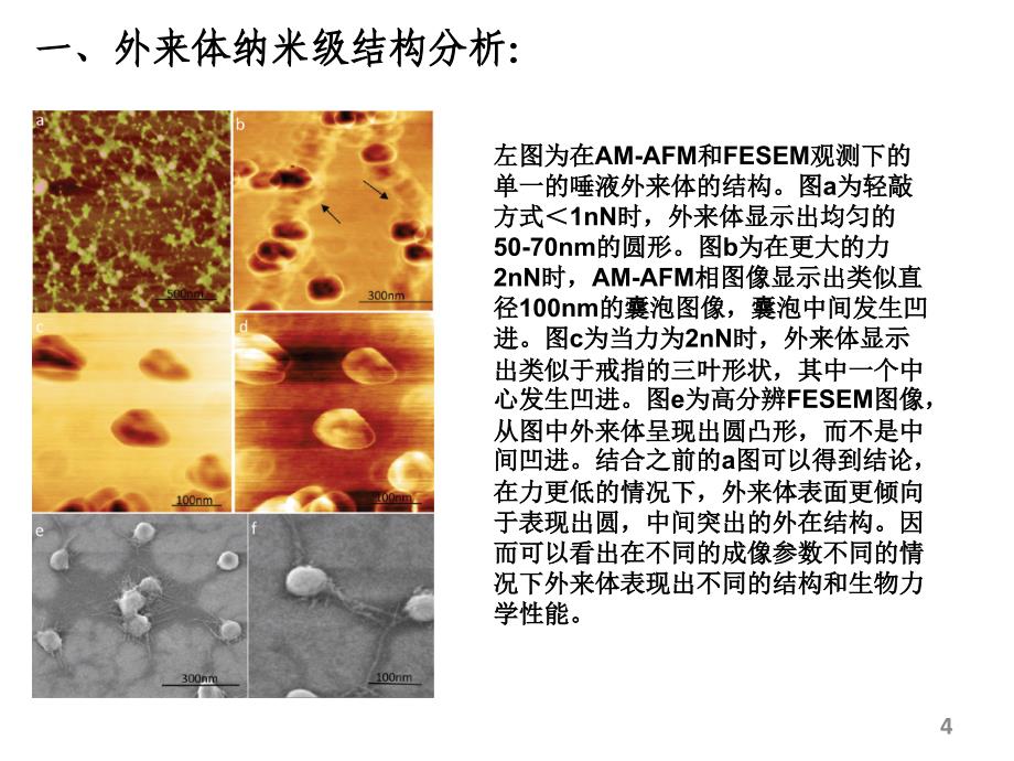 通过使用AFMFESEM和武力光谱来对人体唾液中的外来体进行纳米级别的结构力学表征123513杨文清_第4页