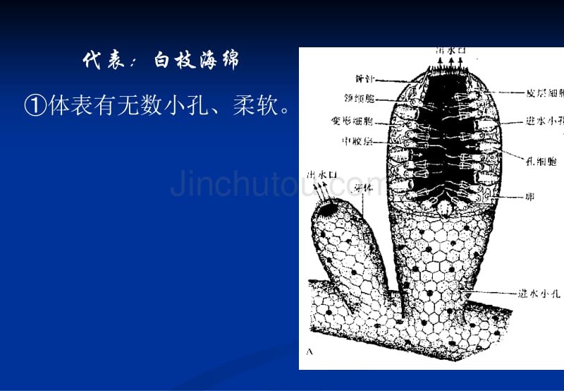 省竞赛辅导动物分类下_第5页