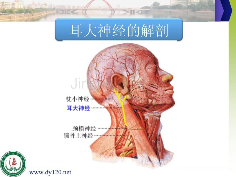 腮腺手术中耳大神经和面神经总干解剖经验分享_第5页