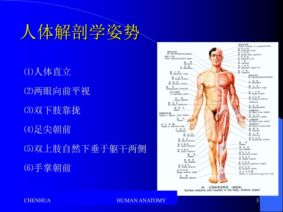 人体器官的组成及系统的划分_第3页