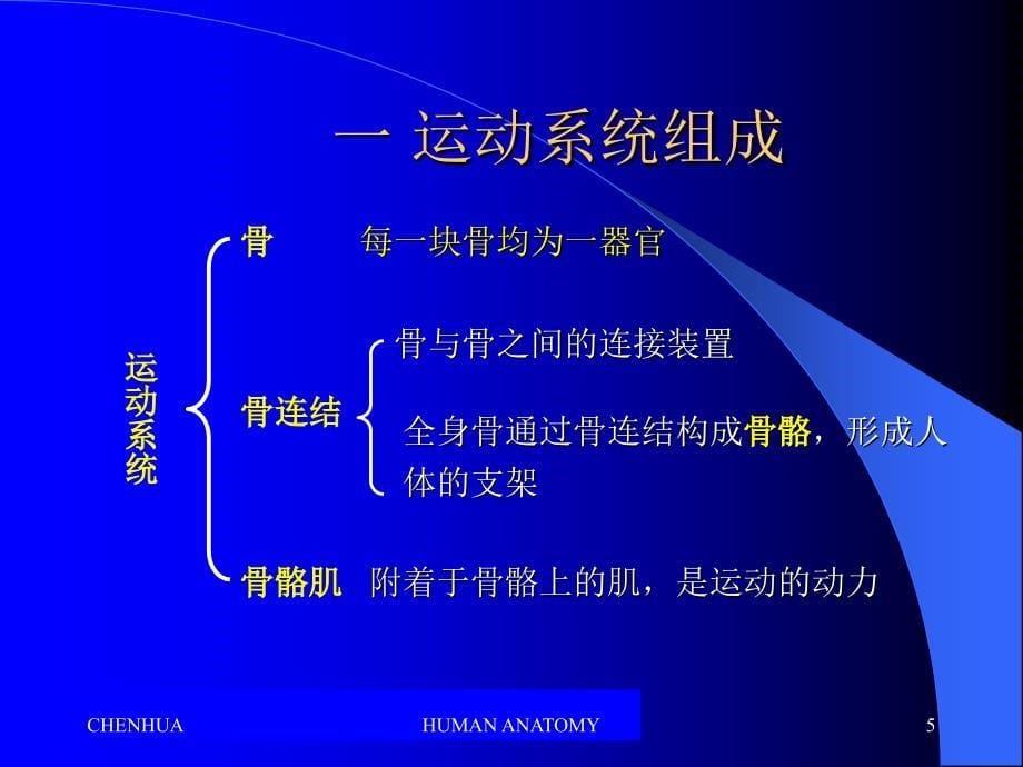 人体器官的组成及系统的划分_第5页