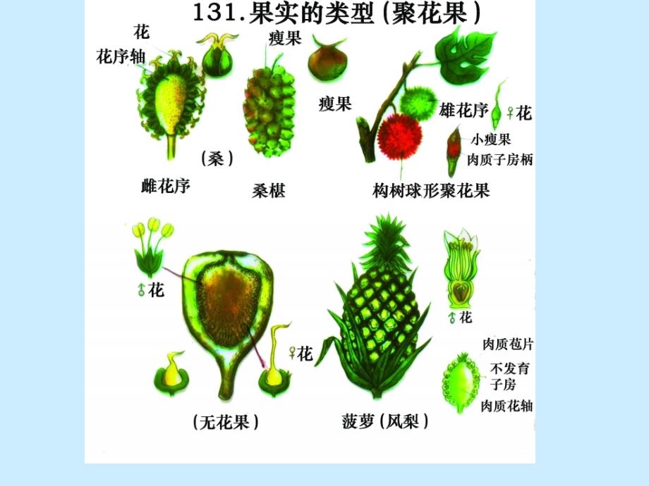 省竞赛辅导植物分类_第3页