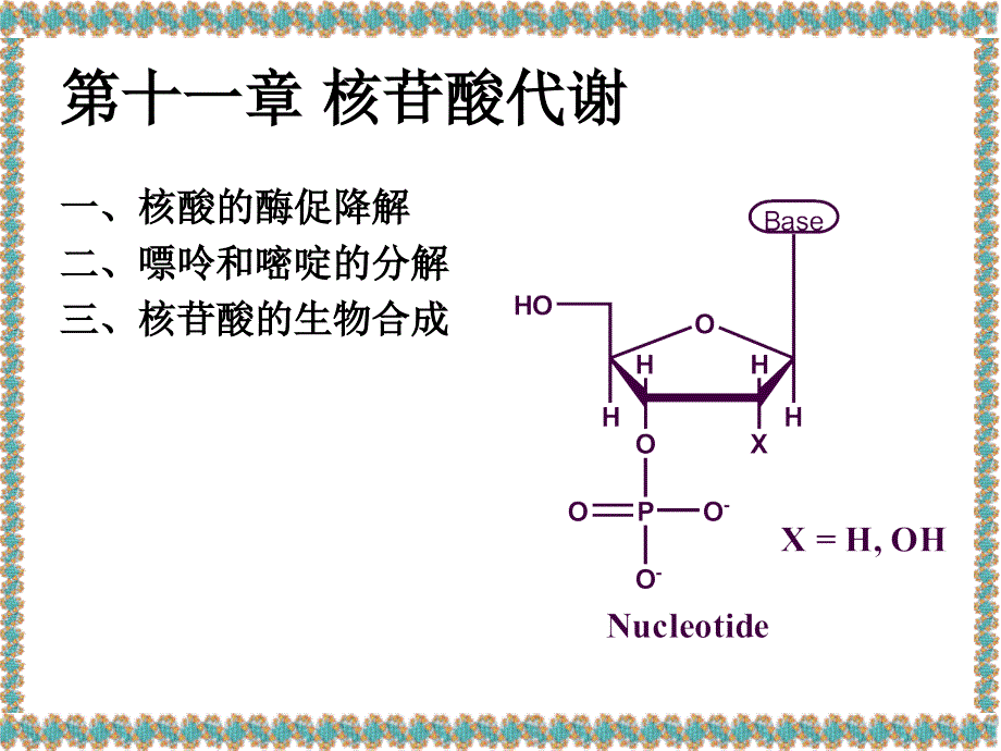 天津大学生物化学课件LectureNucleotideMetabolism_第2页