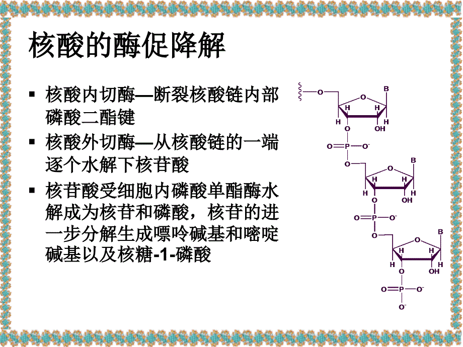 天津大学生物化学课件LectureNucleotideMetabolism_第3页