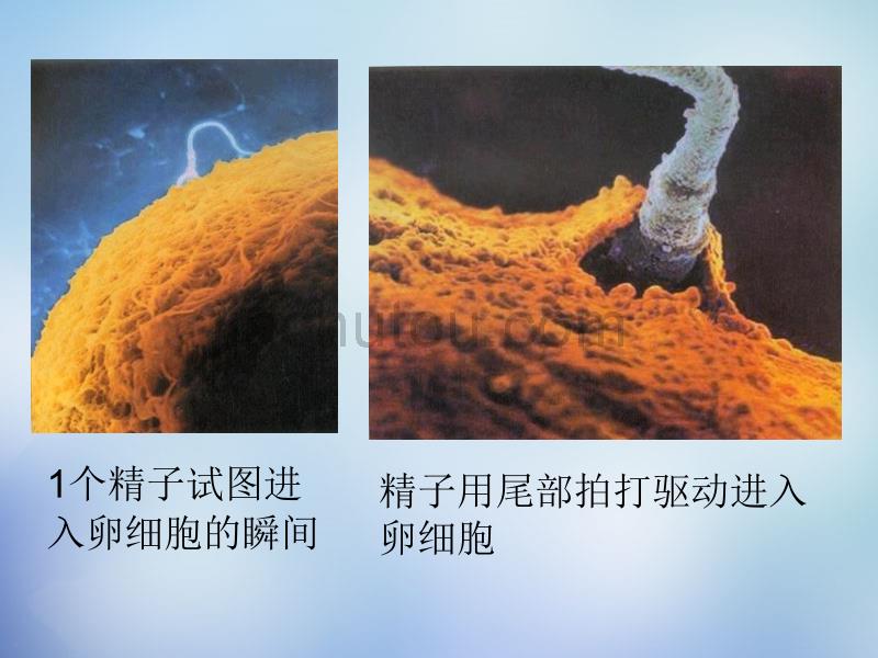 湖南省高中生物 1.1从生物圈到细胞课件 新人教版必修1_第5页