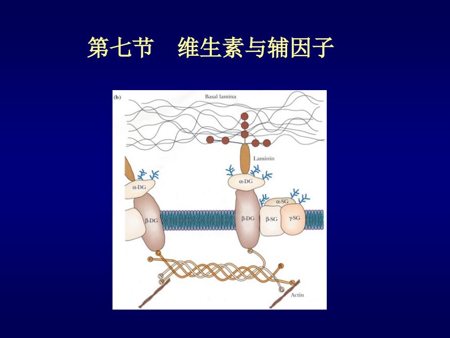 南京农业大学生物化学课件16_第1页