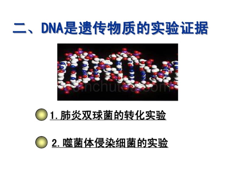 pyn3.1DNA是主要的遗传物质_第5页